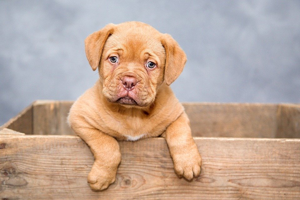 Middle Names for Dogs